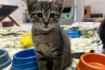 Gatinho Tigrado